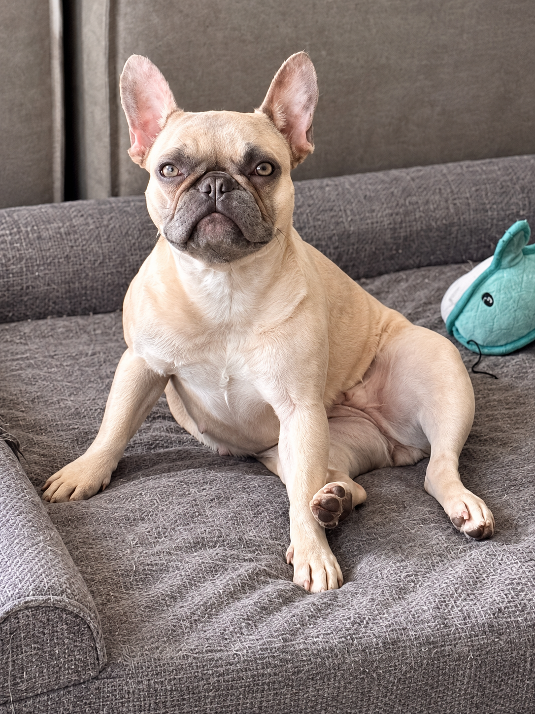 Dior relaxing on her gray dog bed