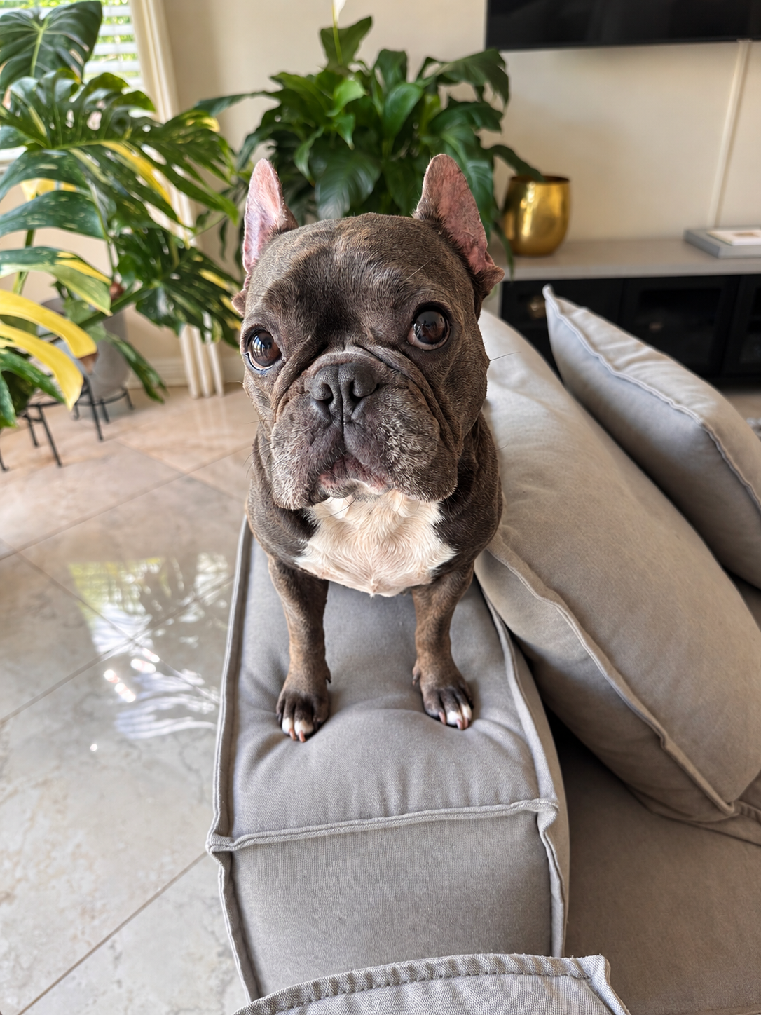 Duchess sitting on the sofa