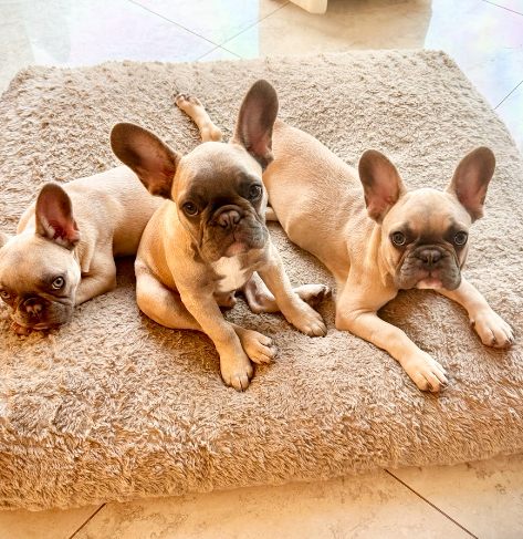 Our third generation puppies relaxing together on their bed